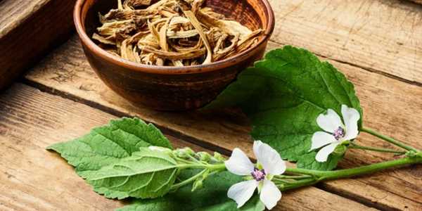 How Marshmallow Root Is Emerging As A Hydration Booster In Skincare